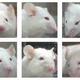 Illustration for article titled Mice grimace after vasectomies